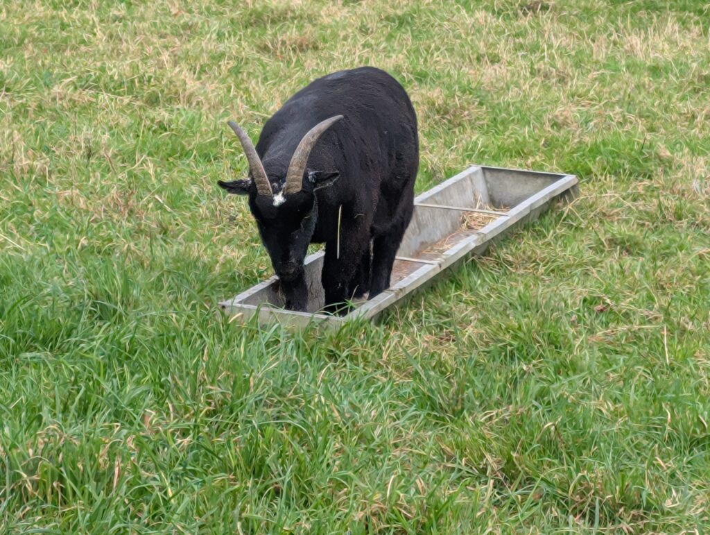 Get your feet out of your dinner!