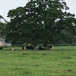 Cows showing more sense than us in the rain!