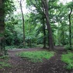 Back through the woods.