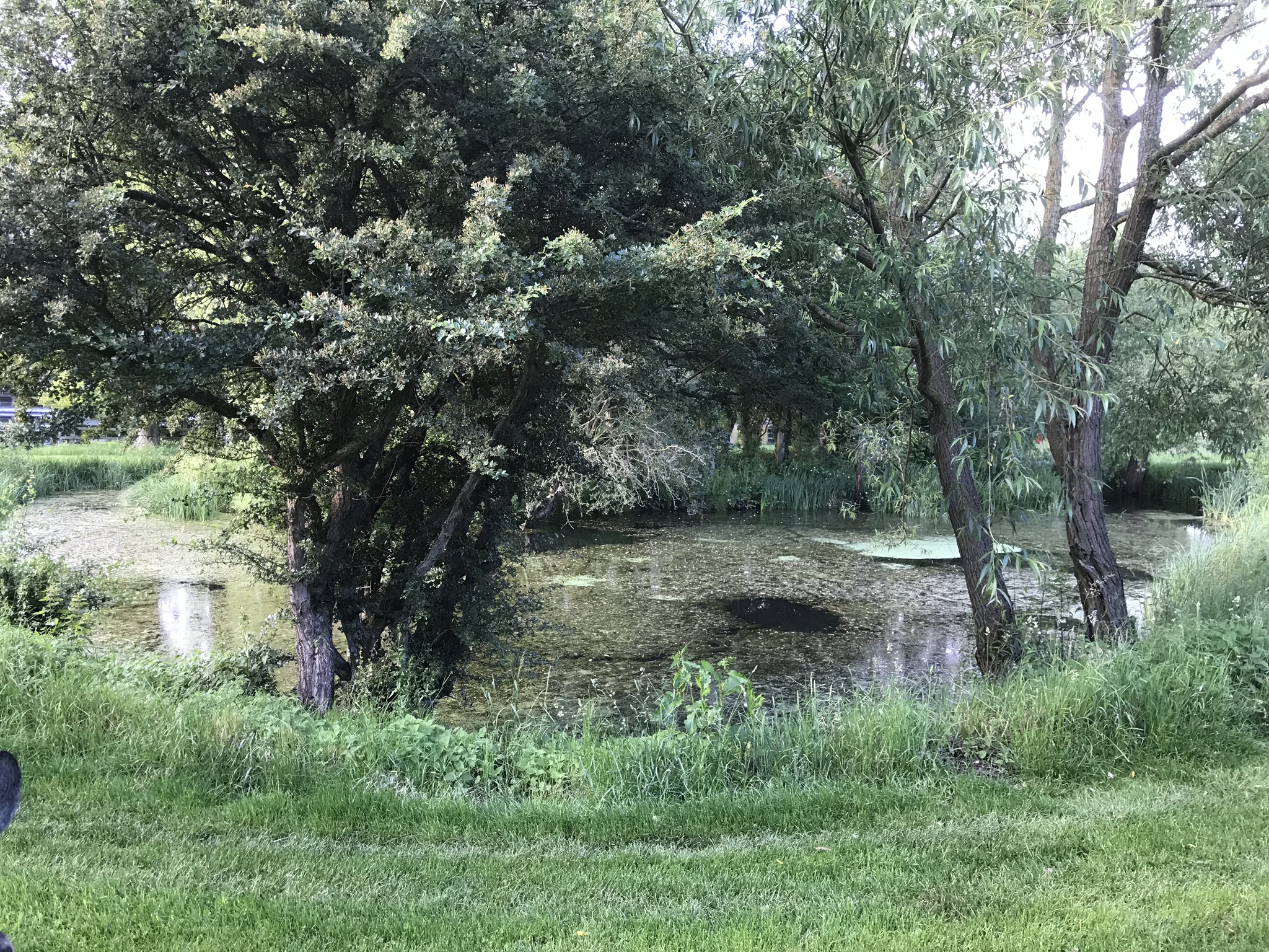 A hidden pond!