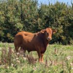 An image of a large brown bull.