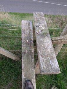 Stile leading to Smeeton-Saddington Road
